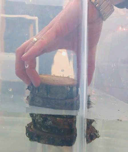 Bild på hand som lägger trätallrikar i vatten