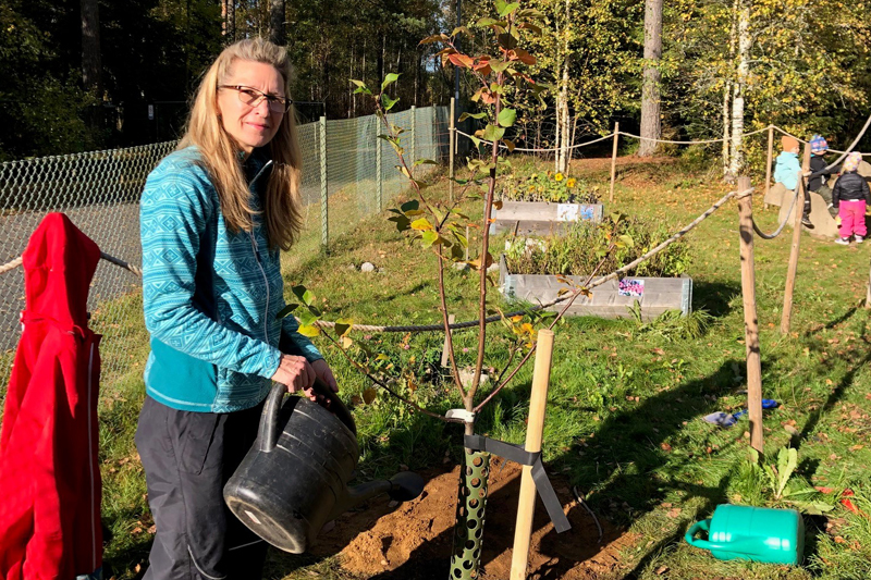Kvinna vattnar ett nyplanterat äppelträd på en förskolegård.