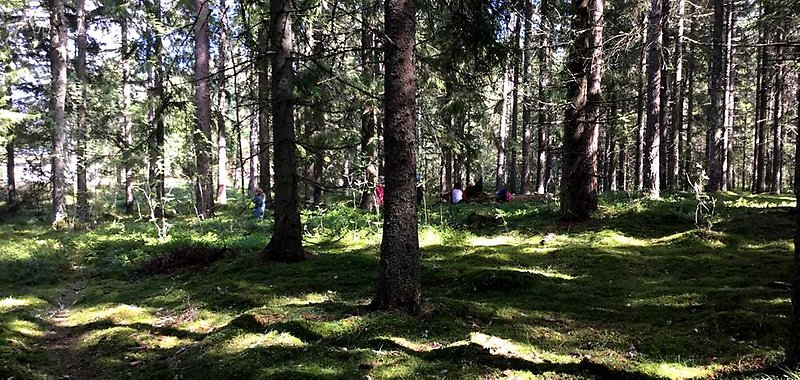 Bild från plats i skogen där förskolan brukar vara.