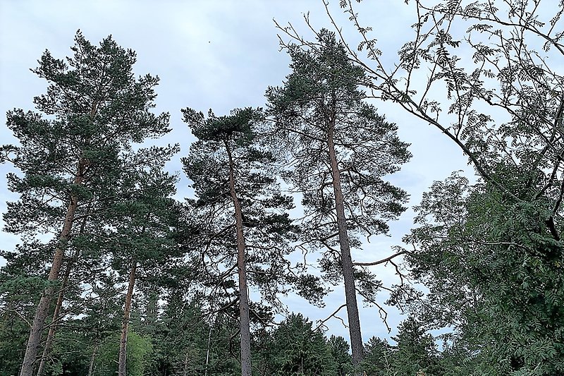 Träd i en skogsdunge